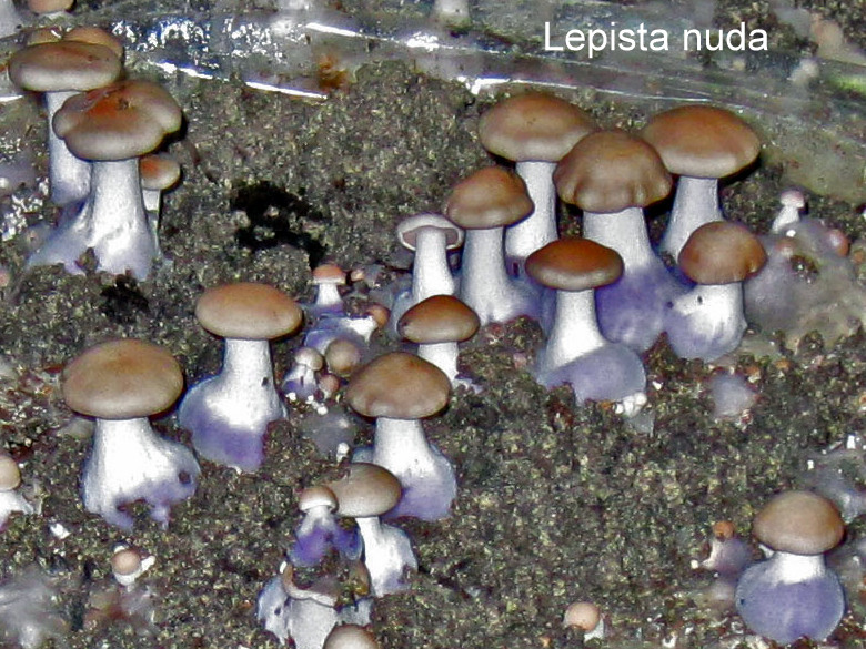 Lepista nuda-amf1456-culture.jpg - Lepista nuda ; Syn1: Rhodopaxillus nudus ; Syn2: Tricholoma nudum ; Nom français: Pied bleu